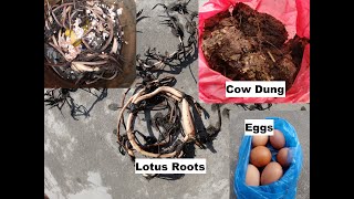 Making lotus ready to flower for summer in an organic way II How to grow lotus in pots? part -2