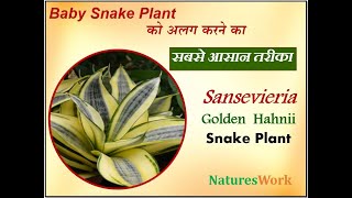 NaturesWork | How to propagate Snake plant without disturbing mother plant | Gardening videos | best