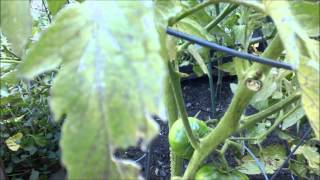 My peppers and tomatoes 2012 part 18