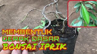 MEMBENTUK GERAK DASAR BONSAI IPRIK // FICUS RETUSA