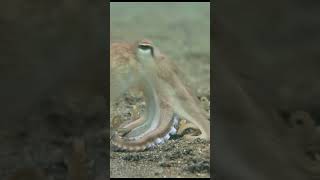 Octopus Are Wild creatures | Daily Animal Facts #Shorts #animals