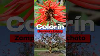 Colorín: Árbol Mexicano Prehispánico🌲🌳🌹 #plantas #arboles #jardin #arbolesnativos #vivero #flores