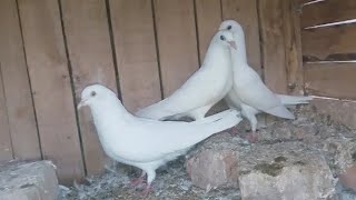 Breeding progress teen pair full chicks baby pigeon #MAsadBirds #baby #pigeon