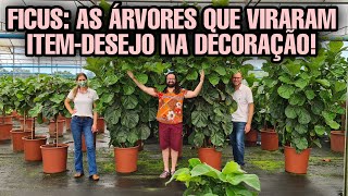 AULÃO - FICUS : Curiosidades que nunca te contaram sobre a planta da moda