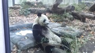 Giant Panda at Ueno Zoo , Tokyo - Japan