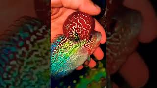 FLOWERHORN FISH#shorts #flowerhorn #feeding