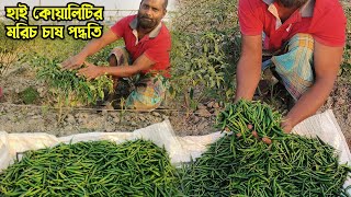 উচ্চ ফলনশীল হাইব্রিড মরিচ চাষ পদ্ধতি। এক বিঘা মরিচে লাখ টাকার উপরে আয় সম্ভব। 