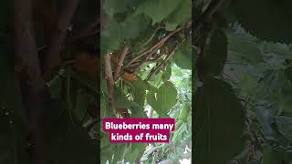 blueberries so sweet and tasty #followmyyoutube