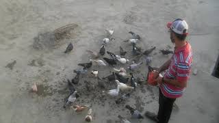 Naye 26 kabootar Kholey || New Training Video 1 || Pigeons planet.