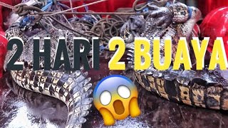 🔴PANEN BUAYA‼️⚠️Gila!!! dalam waktu 2 hari kita dan team menangkap 2 buaya‼️