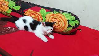 Cute cat videos 😻😻😻