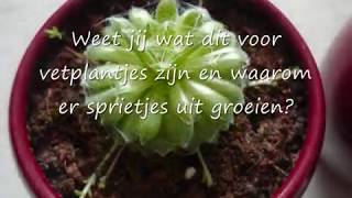 Help mij! Vetplantjes vraag