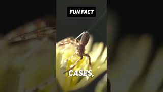 Fun Fact: 🕷️🎈 Can you imagine seeing this.. #shorts #viral #facts #nature #fyp