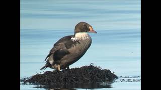 Praktejder/ King Eider (Somateria spectabilis).