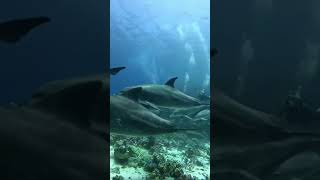 swimming with dolphins