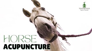 Horse Acupuncture with Dr. Emily Guest