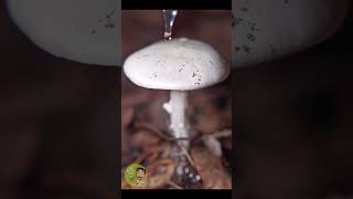 Lethal, Deadly and Extremely Poisonous Destroying Angel and Color Reaction with KOH