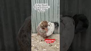 Merpati Kolong Bondowoso × Merpati Getakan Madura || Bahan Merpati Balap