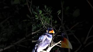 malam hari burung beo di atas pohon sedang tidur