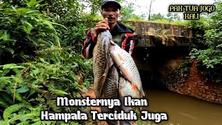 Cesting  Ikan Hampala fuul Strike