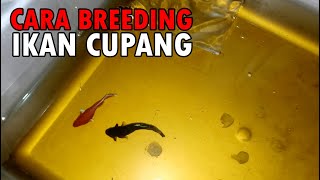 Tutorial Breeding Ikan Cupang Bagi Pemula