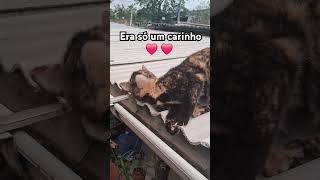 #cat #gatosfofinhos #brasil #memes #pets #viralvideo #explore #dogs #amoranimal