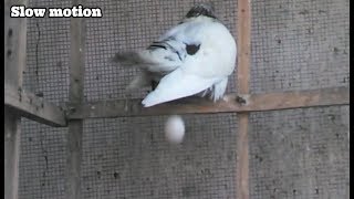 Bird Laying eggs Front of the Camera...Slow mo..