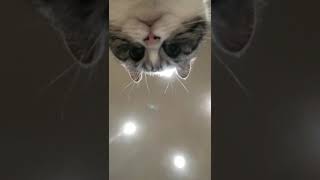 Funny and cute cat