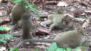 MONKEYS Funny Monkey Videos  & Monkey in Cambodia around Angkor Wat jungle