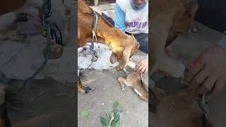 kambing melahirkan 2 anak   #shorts #kambing #kambingmelahirkan