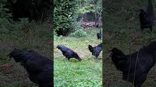 3 jeunes coqs ayam cemani