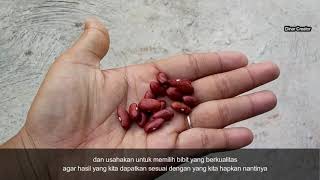 Cara kami menanam kacang merah di pekarangan rumah