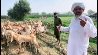 بکری کے تھن برابر کرنے کا نیا اور عجیب طریقہ Lamb Testicle, Tasty dinner Evening routine of desi kh