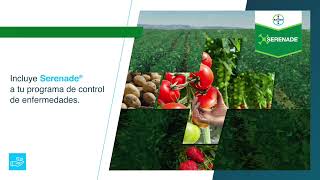 Protege tus Cultivos con el Fungicida Serenade I Agro Bayer Colombia