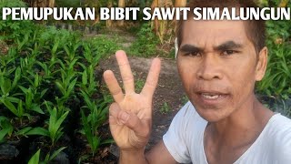 Pupuk bibit sawit Simalungun umur 3 bulan