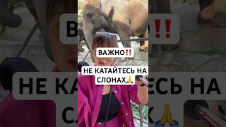 Знали ли вы,что кататься на слонах опасно? ⚠️ #слоны #некатайтесьнаслонах #зоозащита #слон #зоопарк