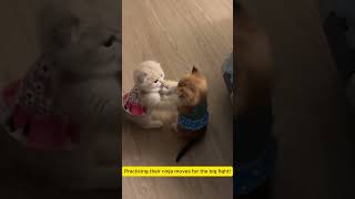 Funny cats#cats #shortvideo #shorts