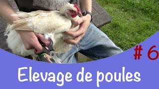 Couper les plumes des ailes d'une poule