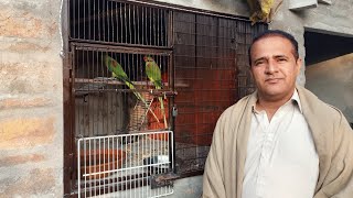 BIRDS AVIARY CHAUDHRY MOHSIN Hassan #shehrmeindehat #vlog #familyvlog #swpethouse #minizoo #pet #dog