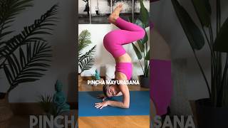 Pincha Mayurasana VS Handstand #yogagirl #asana #pinchamayurasana #handstandworkout #tinyyoga #yoga