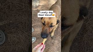 Stray dog's CUTE reaction to treats 👅