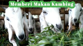 Memberi Makan Kambing