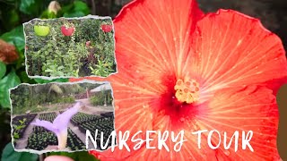 নার্সারী গিয়ে এ কি কান্ড!! | Plant nursery | Nursery tour