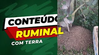 # Conteúdo Ruminal com terra: Gigantes Africanas definharam.