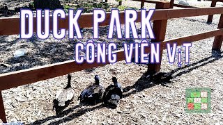 [Cuộc sống ở Mỹ] - Duck Park | Công Viên Vịt Vịt Vịt - [Tập #217]