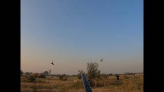 Partridge Hunting Teetar ka shikar  2021 1st sunday پنجاب تیتر کا شکار Good shot hunting's