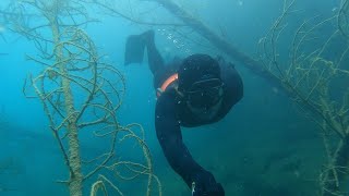 Underwater forest