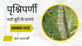 पृश्निपर्णी जड़ी बूटी के फायदे - Uraria picta ।#ayurvedic #ayurved