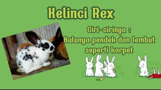 Cara Merawat Kelinci 🐰🐇 | Jenis-jenis Kelinci Hias 🐰🐇🐰| Shasya Cerita Kelinci 💋