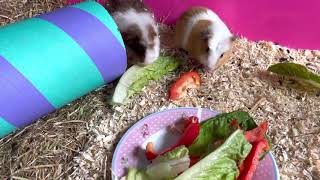 Guinea pigs munching lettuce and peppers!